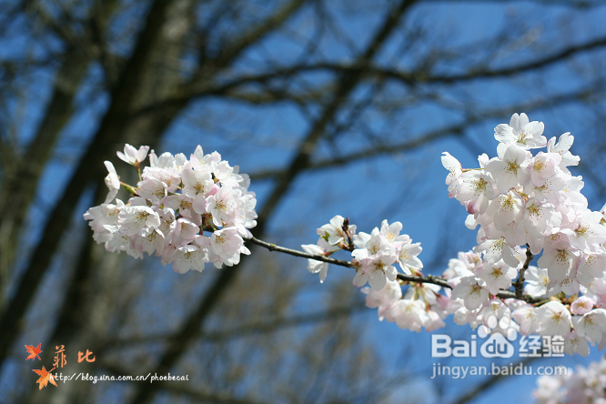 樱花树下的婴花(组图)