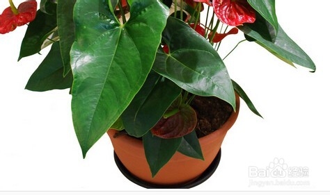 火鹤花和红掌区别是什么