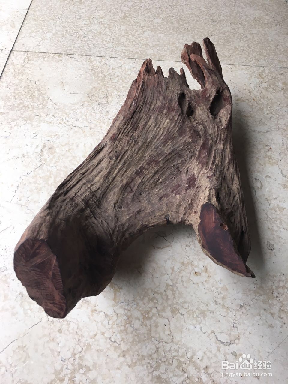 赏玩海黄心得分享