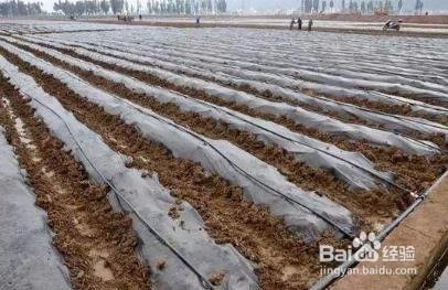 水肥一体化系统是如何实现灌溉施肥自动化的