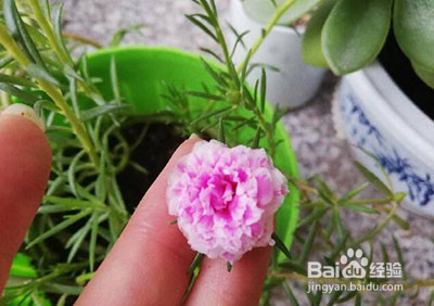 太阳花怎么修剪爆盆