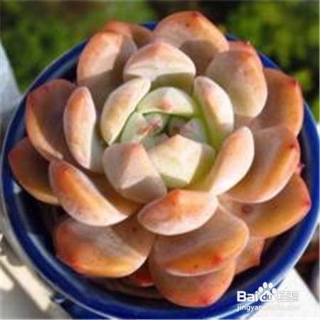 多肉梦露养护方法图例讲解