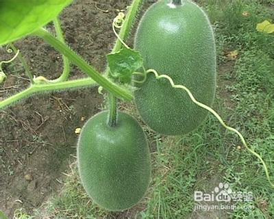 我的养生经验杂谈：[10]各类蔬菜的营养价值