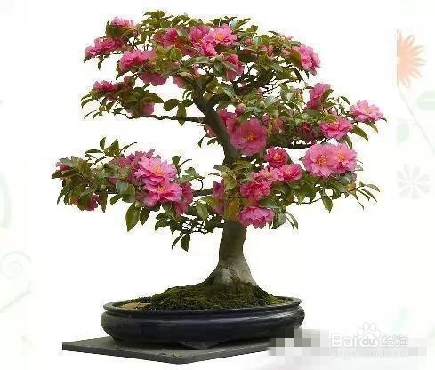 爱好养花,怎么样把花给养护好呢?太全了!赞!