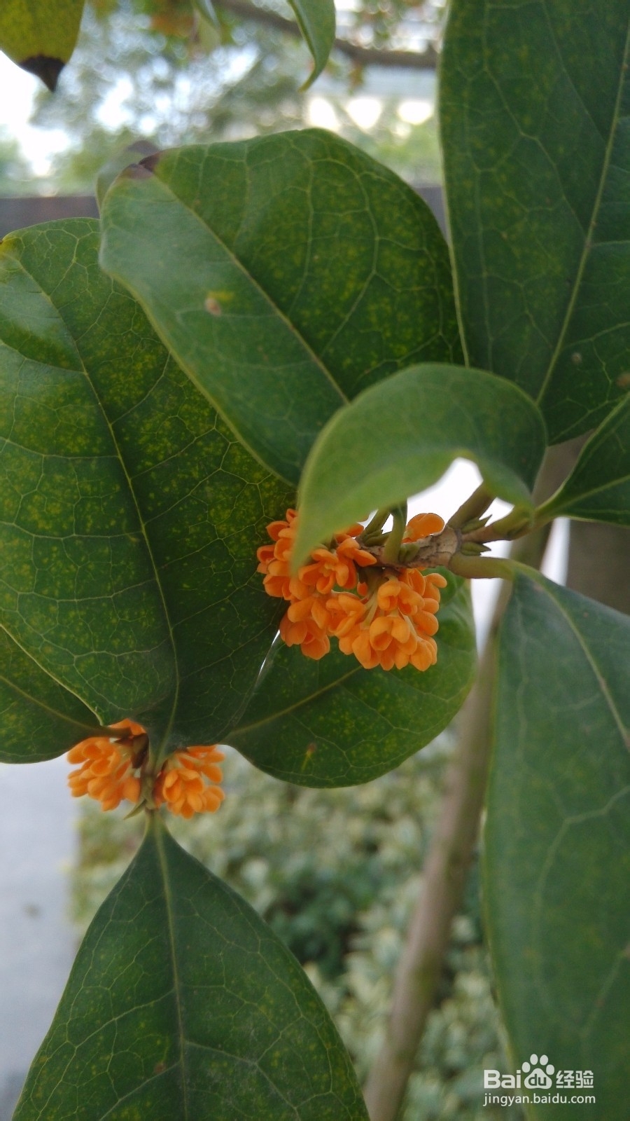 桂花醋的功能和用法