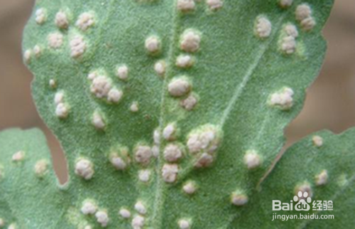 菊花叶子长白斑的解决方法