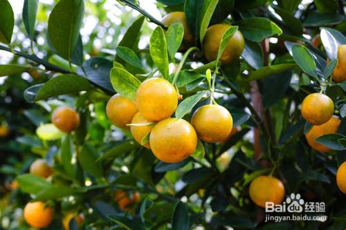 吃橙子对人体发生的作用