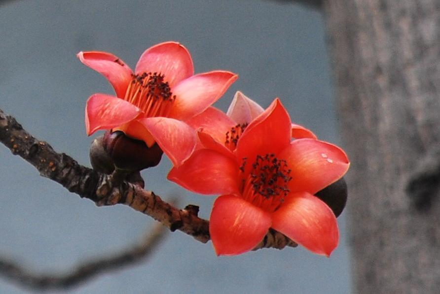 怎么形容木棉花