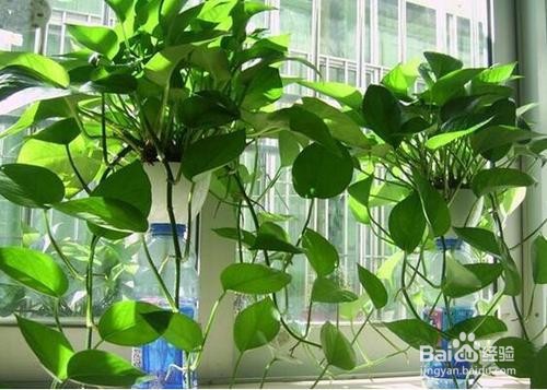 家有宝宝除甲醛