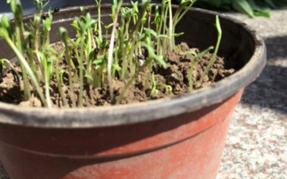 室内种植香菜为什么茎特别长