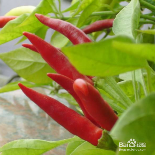 指天椒种植技术与管理