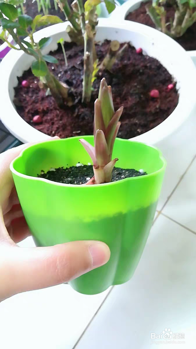 香水百合阳台试种