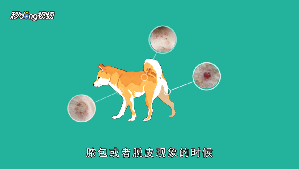 怎么辨认狗狗要驱虫了