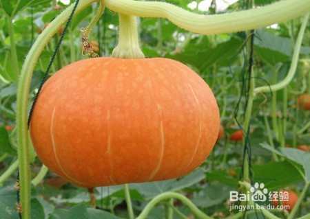 种南瓜怎么样施肥好?