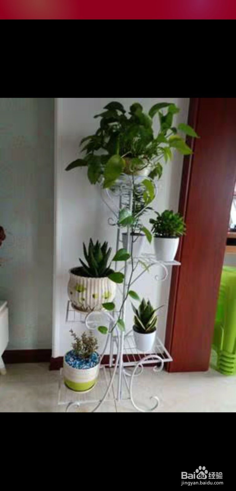 吊兰的养殖方法和注意事项