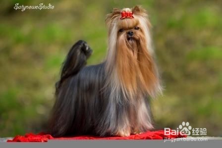 约克夏好养吗？约克夏应该怎么养呢？我来解答！