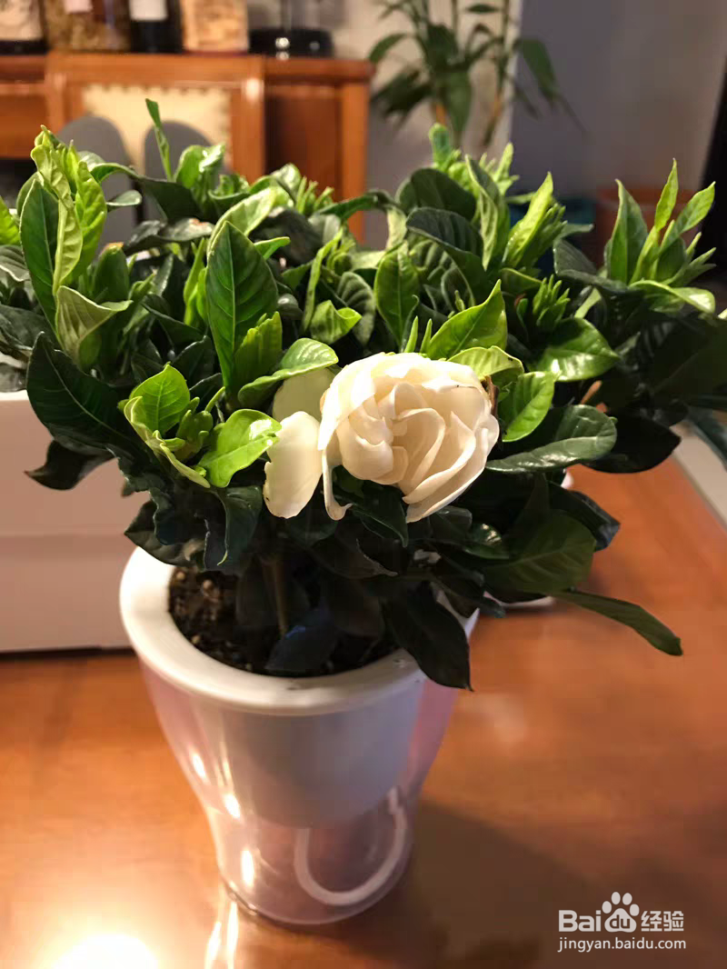 栀子花这样养花儿多