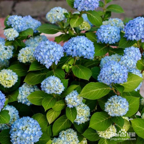 无尽夏的培育方法和注意事项