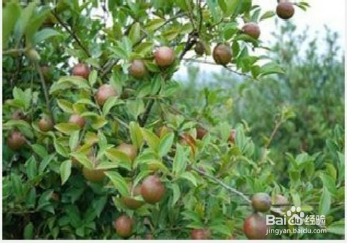 油茶籽油好处多多