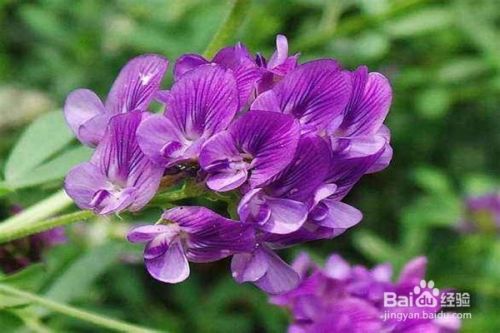 该怎么种植紫花苜蓿呢 百度经验