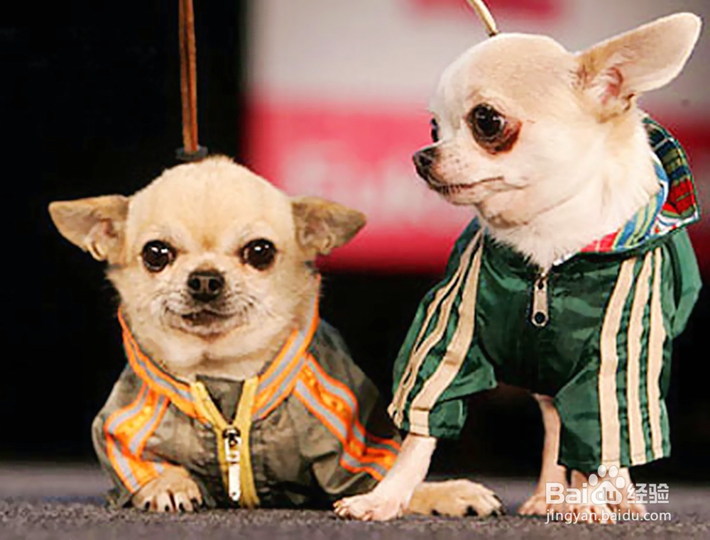 养宠物如何给宠物打扮那些宠物服饰你都知道哪些