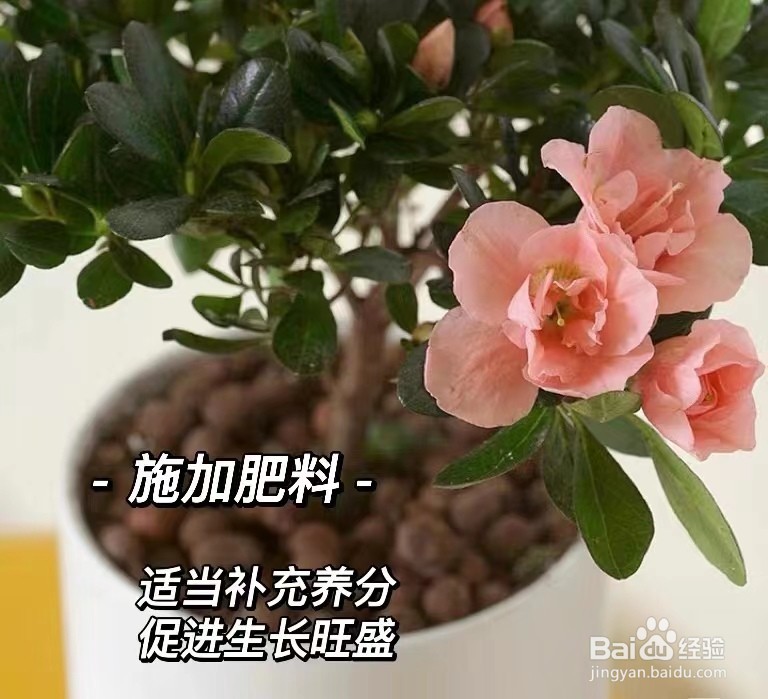 夏天杜鹃花怎么养家庭养法