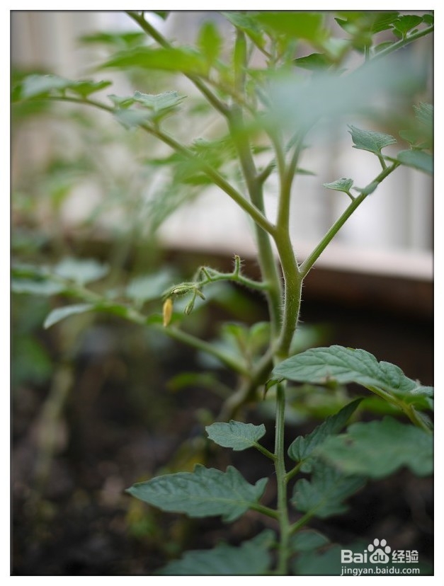 家庭怎样种植食用番茄？