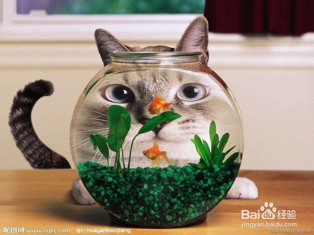 猫粮排行榜上的伟嘉猫粮很不错哦。