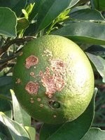 柑橘溃疡病防治