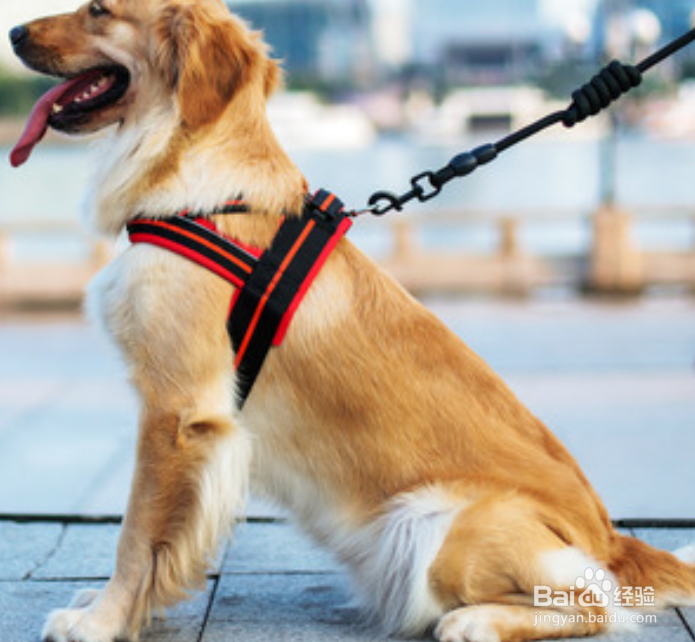养狗注意事项