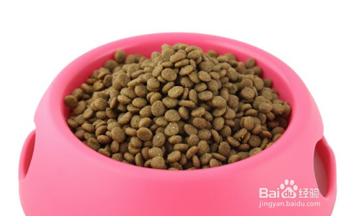 怎么引导狗狗定点大小便