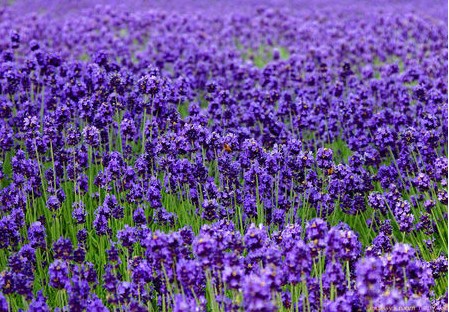 怎样安排上海到欧洲荷、法、瑞、意四国十日游