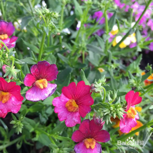 龙面花草本花卉怎么养殖