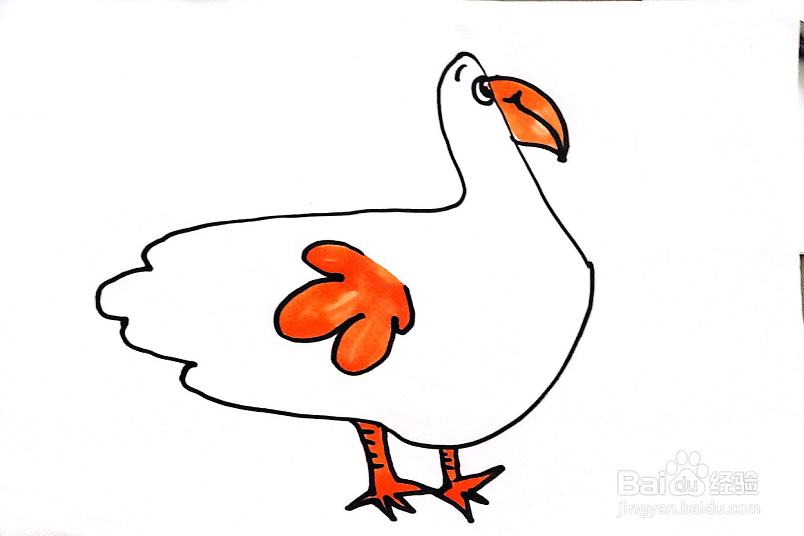 大白鹅线描画怎么画
