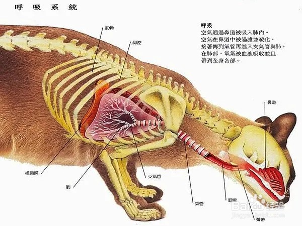 母猫器官结构图解