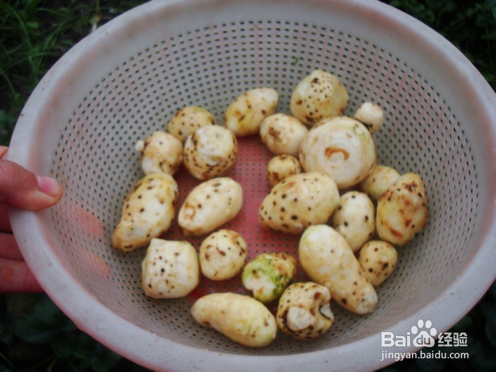 养生汤－女人最爱的素汤