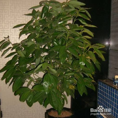 摇钱树叶子发黄该怎么解决?