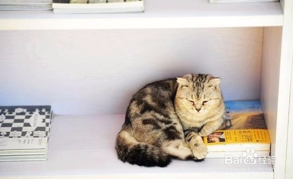 铲屎官百科:猫咪会做梦吗