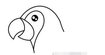 伴儿成长简笔画系列-怎样画美丽鹦鹉简笔画
