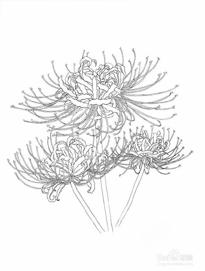 手绘彼岸花画法