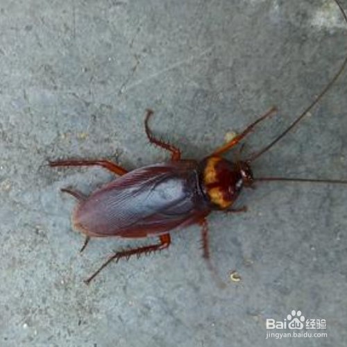 踩死蟑螂然后怎么处理