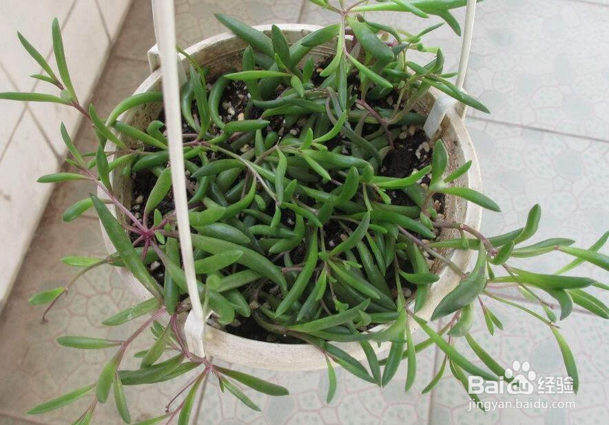 多肉紫玄月的爆盆方法