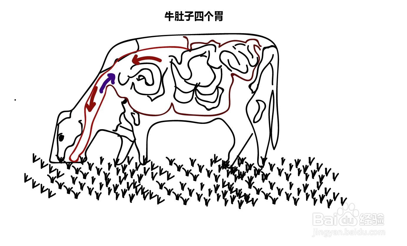 牛的胃简笔画 儿童图片