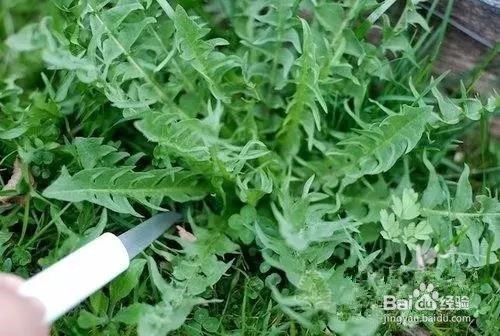 春天来了,我们该采哪些野菜(1)