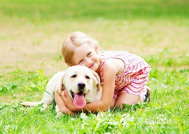 怎样饲养“金毛”宠物狗