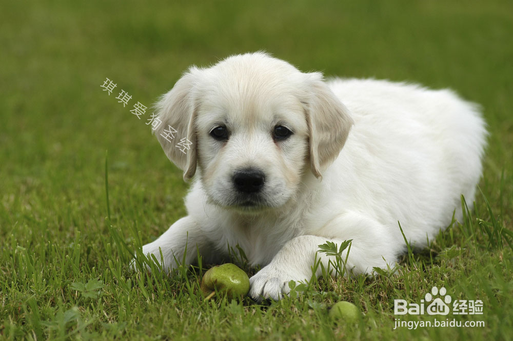 训狗教程:正确训练狗狗的技巧