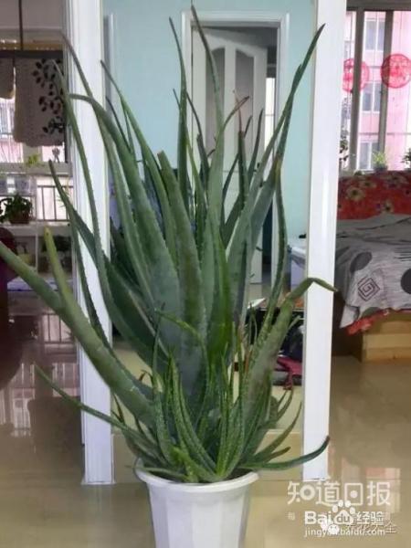 他养的花长到戳屋顶,咋养的