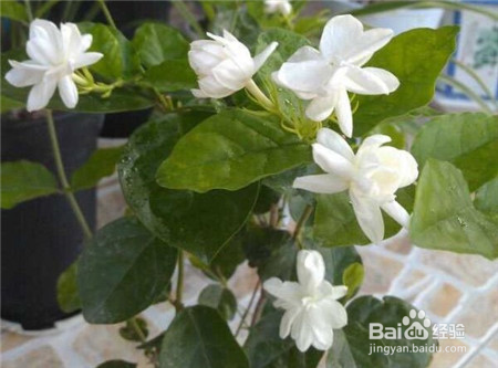 茉莉花不要放在屋里，拿出室外一修剪，花开一院子！