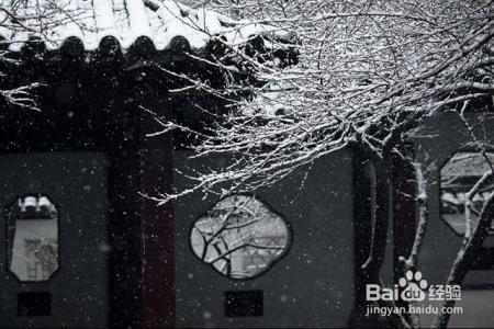 凛冬已至,闲以养花,最怡趣养心