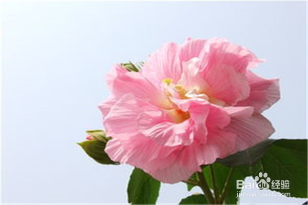 木芙蓉应该怎么养